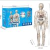 IMG_20251211_142739_900 Ready Human Body Anatomy (Transparan)