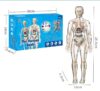 IMG_20251211_142739_900 Ready Human Body Anatomy (Transparan)