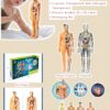 IMG_20251211_142834_592 Ready Human Body Anatomy (Transparan)