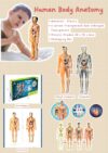 IMG_20251211_142834_592 Ready Human Body Anatomy (Transparan)