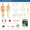 IMG_20251211_143007_506 Ready Human Body Anatomy (Transparan)